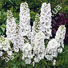 Дельфініум Галахард 0.1 г Gl Seeds, фото 3