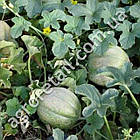 Диня Ефіопка 1 г Gl Seeds, фото 3
