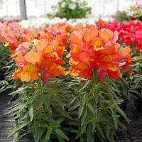 Насіння Антірінума Снеппі F1, 1000 шт., бронзовий карликовий