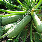 Кабачок цукіні Аспірант 15 г Gl Seeds, фото 2