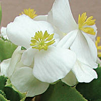 Семена Бегонии Вариация F1, 1000 шт. (драж.), белой вечноцветущей зеленолистой