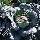 Капуста Амагер 611 1 г Gl Seeds, фото 3
