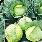 Капуста Білосніжка 10 г Gl Seeds, фото 3
