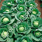 Капуста Залп F1 0.5 г Gl Seeds, фото 3