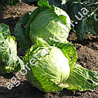 Капуста Червнева 10 г Gl Seeds, фото 3