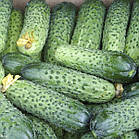 Огірок Аваланж F1 10 шт., фото 2