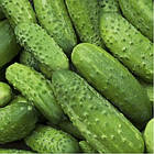 Огірок Аваланж F1 NongWoo Bio 50 шт., фото 2