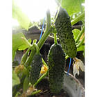 Огірок Аваланж F1 NongWoo Bio 50 шт., фото 3