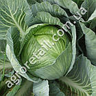 Капуста Українська осінь 1 г Gl Seeds, фото 4