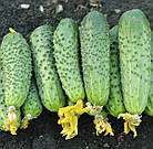 Огірок Авенсіс F1 Професійне насіння 10 шт, фото 2