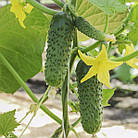 Огірок Антисипатор F1 10 шт., фото 2