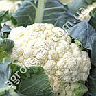 Капуста цвітна Пролісок F1 0.5 г Gl Seeds, фото 3