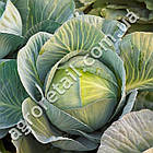 Капуста Екстра F1 0.5 г Gl Seeds, фото 3