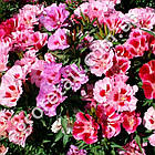 Кларкия Квітка Сакури 0.2 г, фото 3