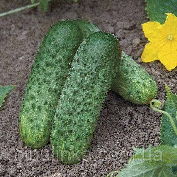 Огірок Директор F1 Коуел 10 шт., фото 1