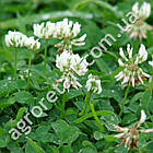 Газон Конюшина біла 30 г Gl Seeds, фото 4