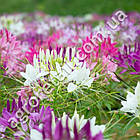 Клеома Кольоровий фонтан 0.5 г Gl Seeds, фото 4