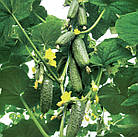 Огірок Кібрія F1 Rijk Zwaan/Нідерланди 10 шт, фото 3