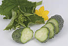 Огірок Кібрія F1 Rijk Zwaan/Нідерланди 10 шт, фото 6