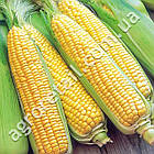 Кукурудза Багратіон F1 20 г Gl Seeds, фото 3