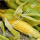 Кукурудза Вега F1 20 г  Gl Seeds, фото 2