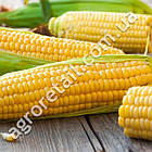 Кукурудза Дебют F1 20 г Gl Seeds, фото 3
