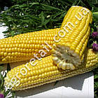 Кукурудза Спокуса F1 20 г Gl Seeds, фото 2