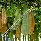 Люфа Мочалка 5 шт Gl Seeds, фото 3