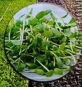 Насіння на мікрозелень Клевер 100 г, фото 2