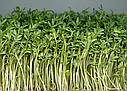 Насіння на мікрозелень «Кресс-салат» 50 г, фото 2