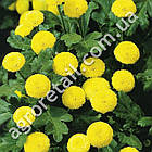 Матрікарія Голден бол 0.15 г Gl Seeds, фото 3