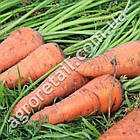 Морква Корал F1 3 г Gl Seeds, фото 2