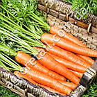 Морква Незрівнянна 3 г Gl Seeds, фото 5