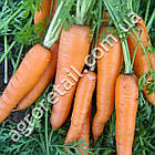 Морква Тушон 20 г Gl Seeds, фото 2