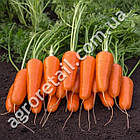 Морква Флакке 20 г Gl Seeds, фото 2