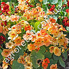Настурція Мелба 1 г Gl Seeds, фото 5