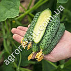 Огірок Базар F1 10 шт, фото 3
