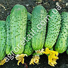 Огірок Вересень 0.5 г Gl Seeds, фото 3