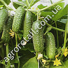 Огірок Гетьман F1 10 шт, фото 2