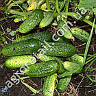 Огірок Застільний F1 0.5 г Gl Seeds, фото 3