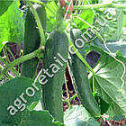 Огірок Зозуля F1 10 шт, фото 4