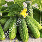 Огірок Ізід F1 0.5 г Gl Seeds, фото 4