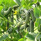 Огірок Королівський F1 10 шт Gl Seeds, фото 3