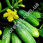 Огірок Кум та Кума F1 0.5 г Gl Seeds, фото 3