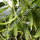 Огірок Ластівка F1 0.5 г Gl Seeds, фото 2