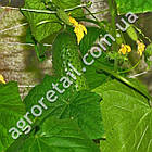 Огірок Мальчик з пальчик F1 10 шт Gl Seeds, фото 3