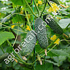 Огірок Меренга F1 10 шт Gl Seeds, фото 2
