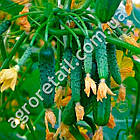 Огірок На заздрість сусідам F1 10 шт Gl Seeds, фото 4