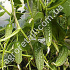 Огірок Новий Ніжинський F1 0.5 Gl Seeds, фото 3