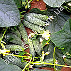 Огірок Окрошечка F1 10 шт Gl Seeds, фото 3